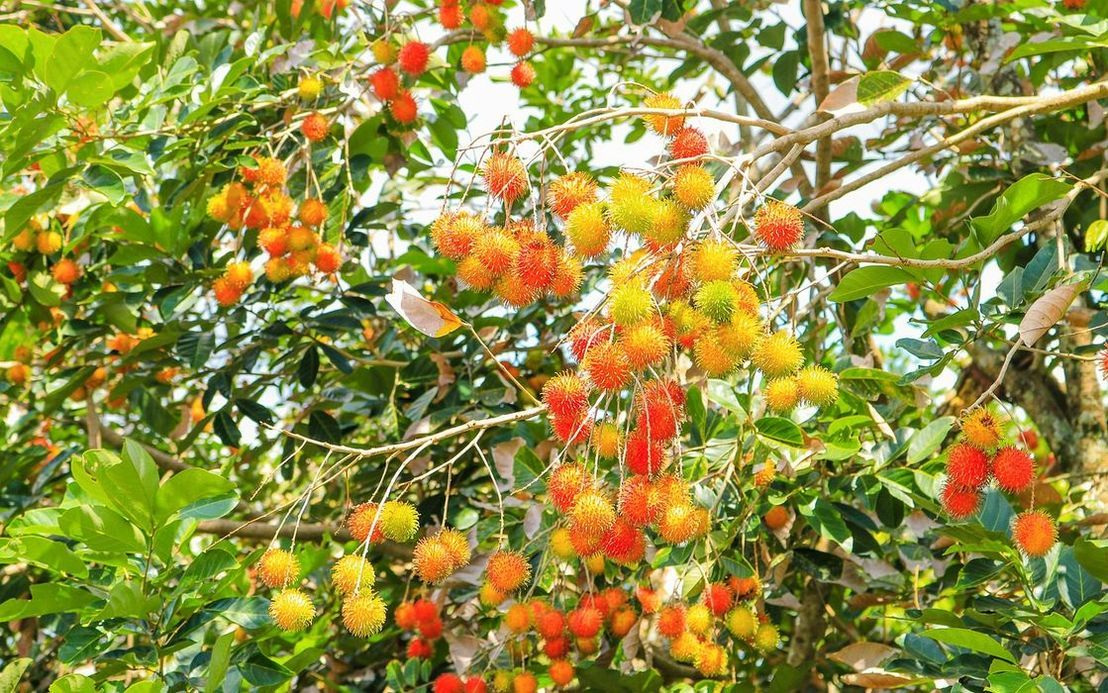 Un racimo de uvas rojas con gotitas de rocío