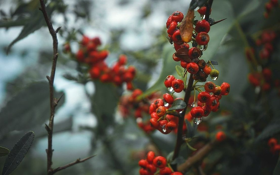 Una canasta semanal rebosante de frutas frescas